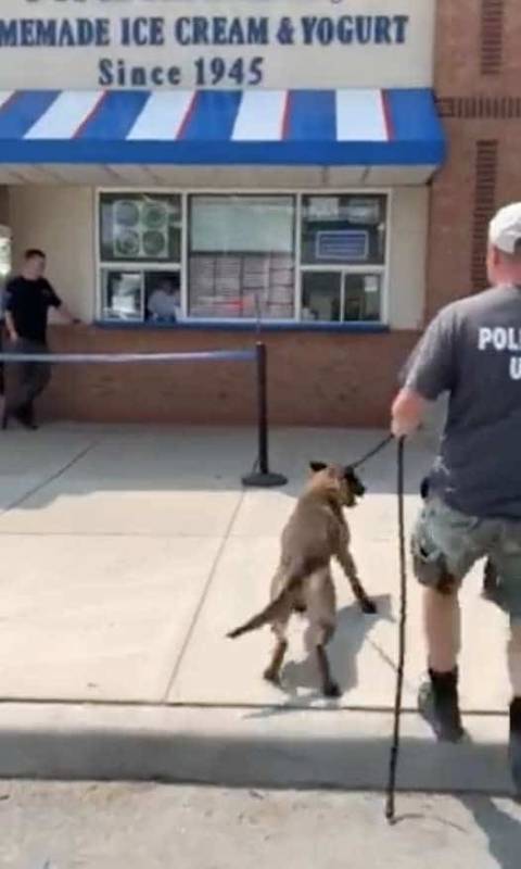 Полицейский пес расслабляется в конце рабочего дня, уплетая мороженое