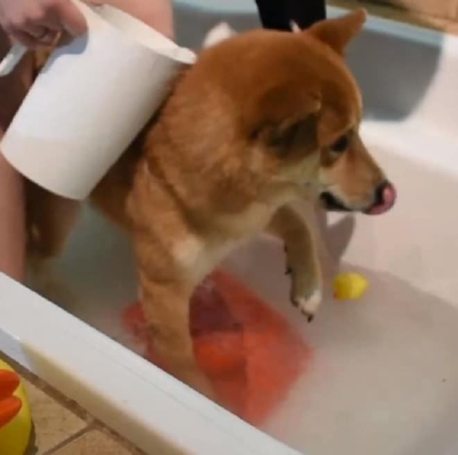 Хозяйка попыталась искупать пса, но в результате вымокла сама