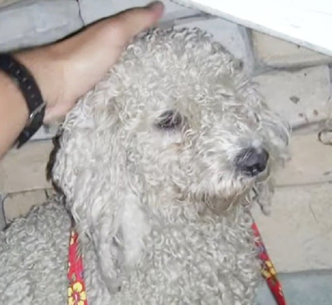 Грязная бездомная собака оказалась красивым белоснежным пуделем, который теперь абсолютно счастлив