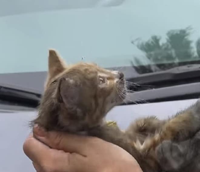 Котенок спрятался в моторном отсеке, и волонтер включил видео с мяукающими котятами, чтобы найти его среди машин