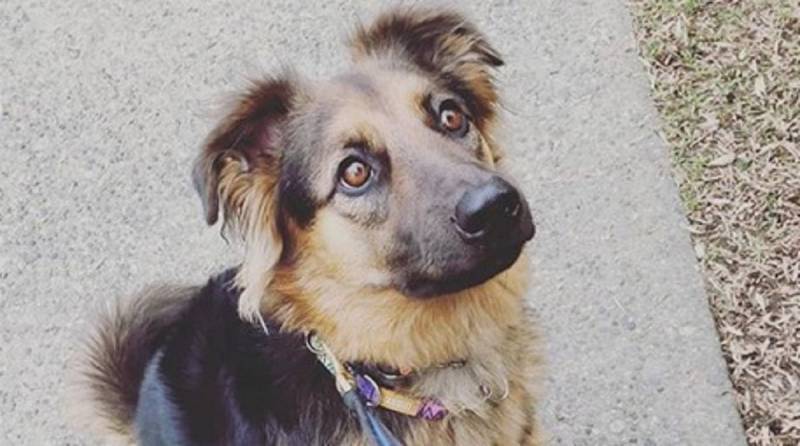Собака бродила по улицам Эфиопии, но волею судьбы оказалась в Канаде