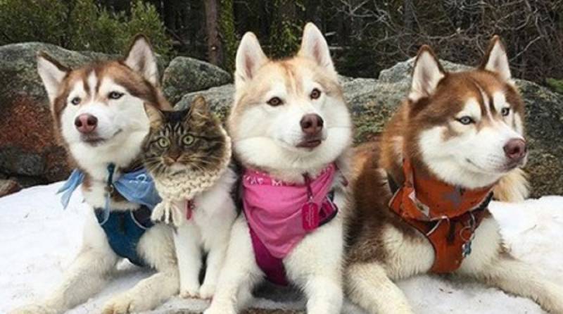 «Своя среди чужих»: кошка сумела влиться в собачью семью и стать одной из них