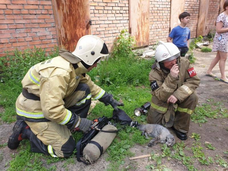Пожарные реанимировали безжизненного кота, который едва не погиб при пожаре