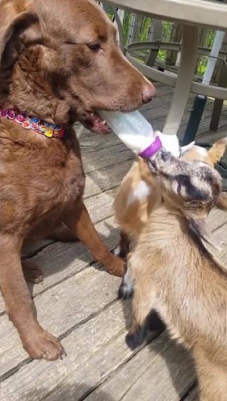 Фермерская собака стала мамой для маленьких козлят и даже самостоятельно кормит их из бутылочки