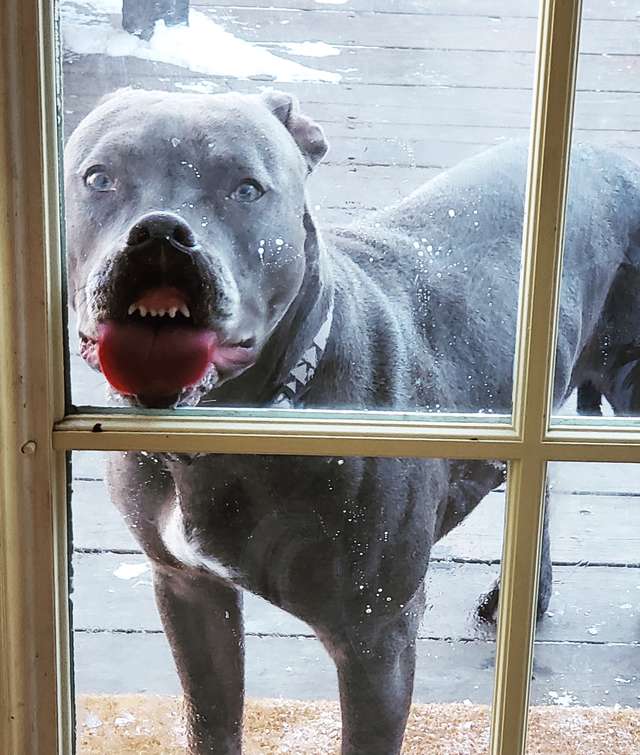 Если обиженный пес хочет выйти на улицу к детворе, он начинает лизать стекла