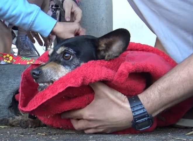 Счет за лечение пострадавшей собаки оказался огромным, и тогда на помощь пришла художница