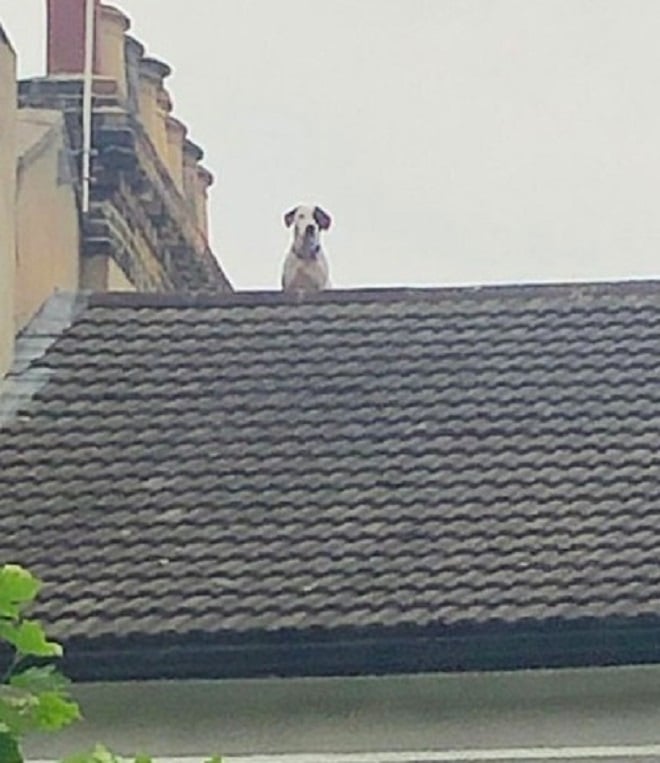 Хозяева всюду искали собаку, а она сидела на крыше их собственного дома