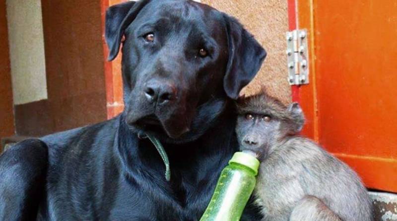 Трое беззащитных малышей-бабуинов попали в приют, где подружились с кошкой и собакой