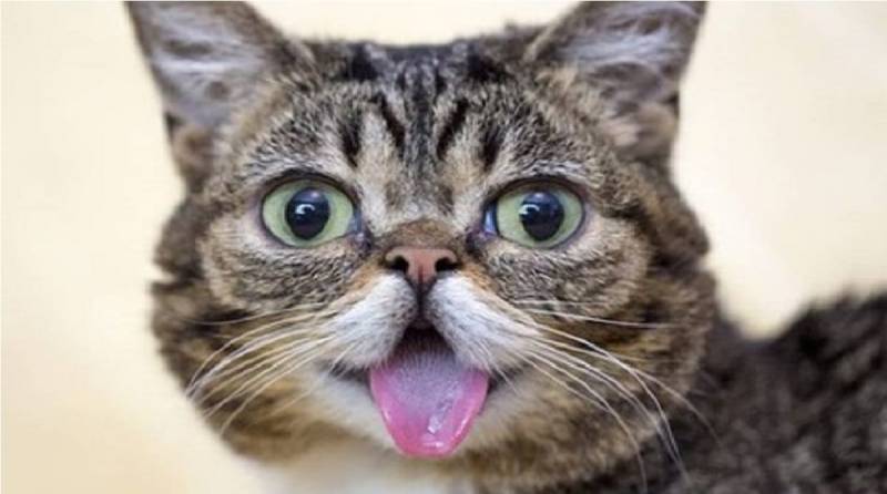 Лил Баб: 10 фотографий необычной кошки с удивленной мордочкой, ставшей знаменитой на весь мир
