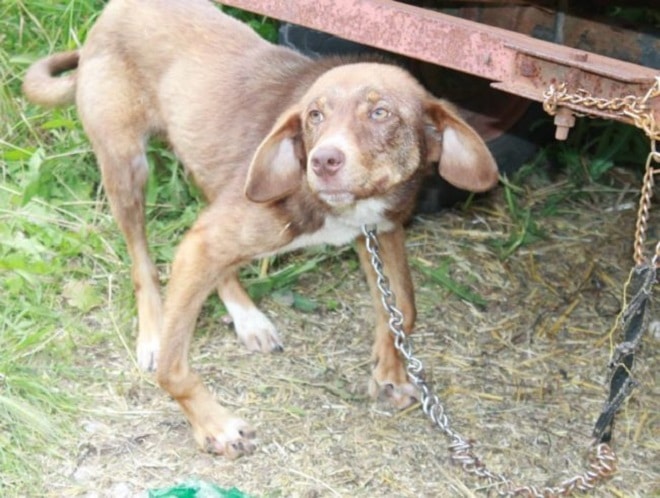 Больная собака просидела на цепи десять дней, пока ее не спасли неравнодушные люди
