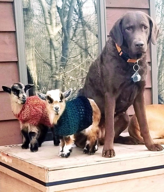 Фермерская собака стала мамой для маленьких козлят и даже самостоятельно кормит их из бутылочки
