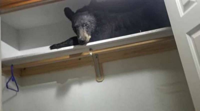 Хозяева дома проснулись в 5 утра от странного шума. Медведь проник к ним в дом и улегся спать в шкафу