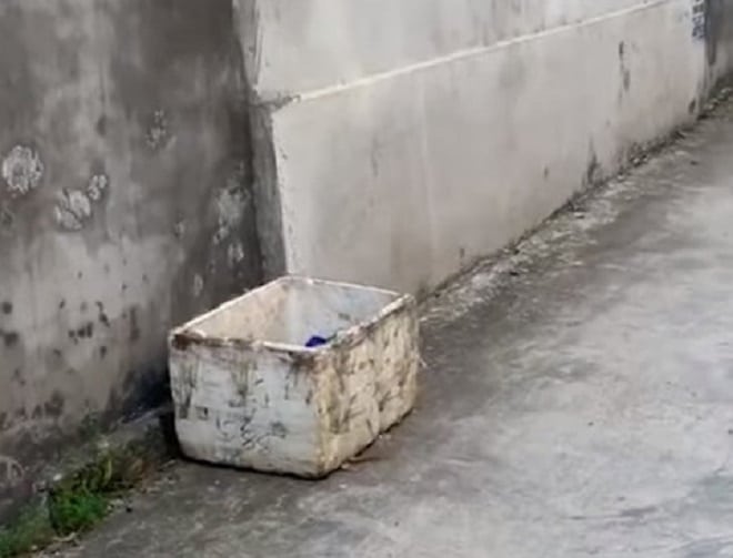 Два щенка сидели в коробке для мусора. Их выбросили из-за «некрасивых» мордочек