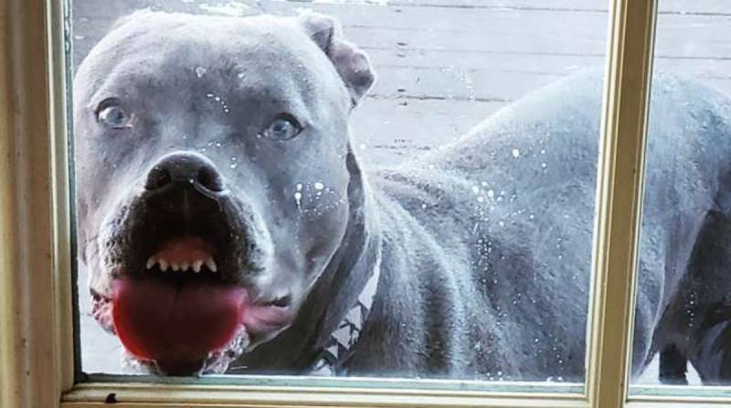Если обиженный пес хочет выйти на улицу к детворе, он начинает лизать стекла