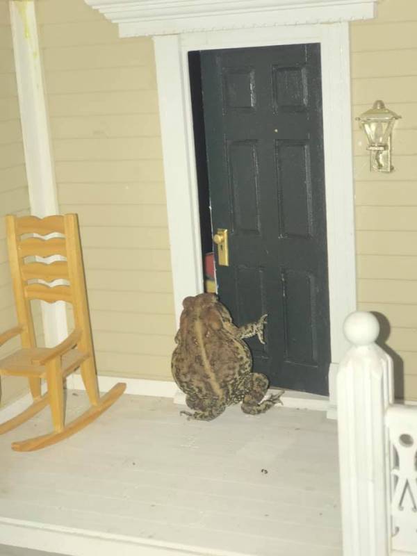 Девушка завела в доме жабу и всячески ее балует, а недавно даже дом подарила