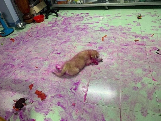 Зайдя в кухню, хозяйка ахнула: две собачки были выкрашены в пурпурный цвет, а кухня напоминала поле боя