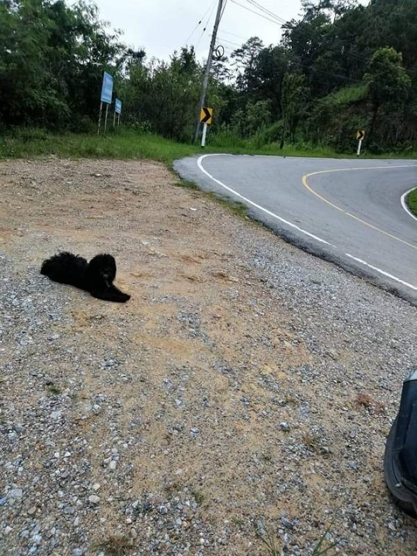 Черный пес лежал у дороги. Он искренне верил, что его хозяин вернется