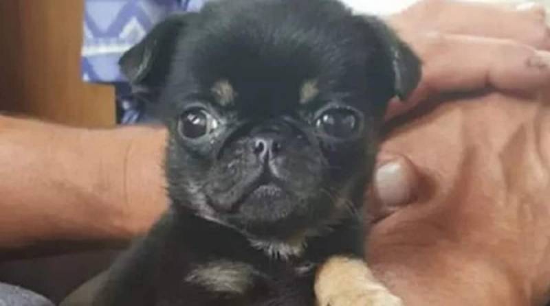 Найденного щенка захотели «усыновить» сразу 600 человек, узнав о его одиночестве