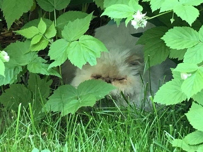 Бездомная персидская кошка пряталась в кустах. Оказалось, что она там не одна
