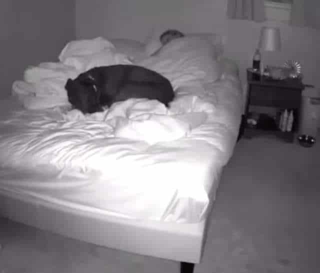 Девушка установила камеру над кроватью, чтобы узнать, что делает ее пес по ночам