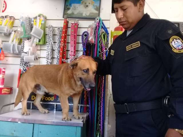 Скитаясь по улицам, измученный пес добрел до полицейского отделения, где ему предложили «работу» и дом