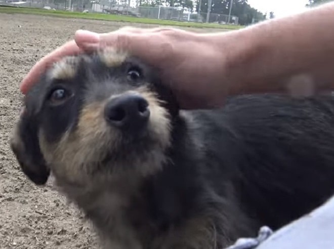 Волонтер нашла собаку, а спустя время увидела похожего на нее внешне еще одного пса