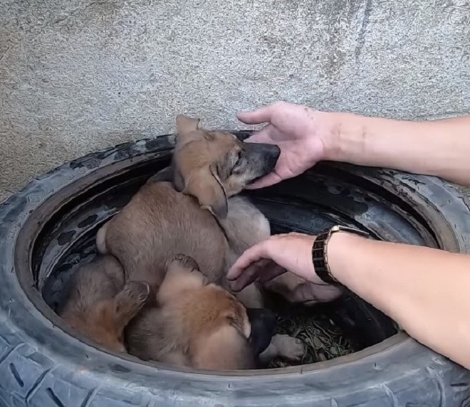 Три щенка сидели в шине возле мусорника, но люди не спешили  обратиться в приют