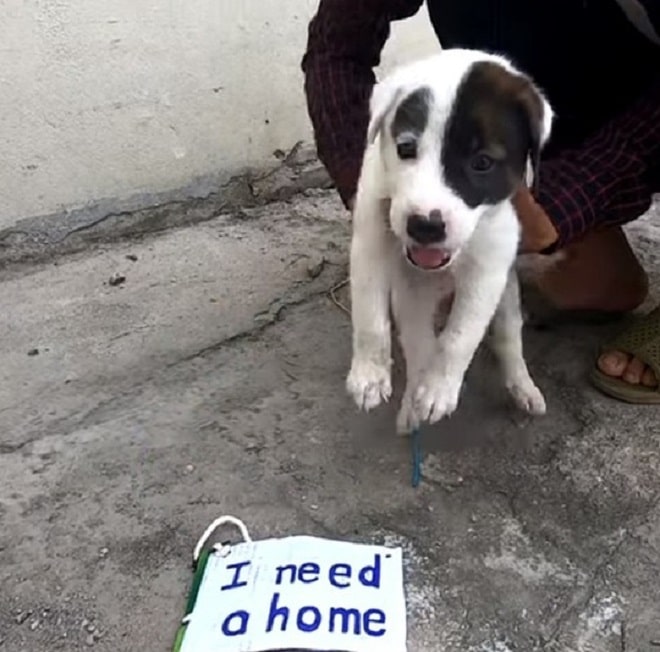 На улице топтался щенок, а на его шейке была табличка с какой-то надписью