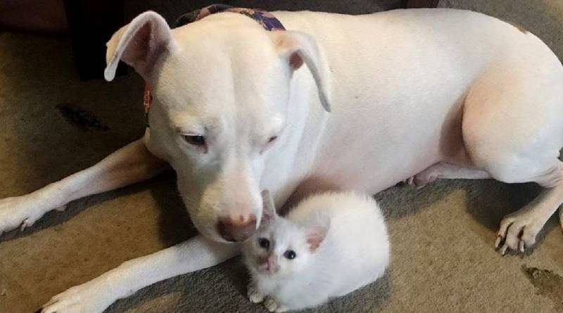 Увидев светлого котенка, белая собака приняла его за своего «ребенка»