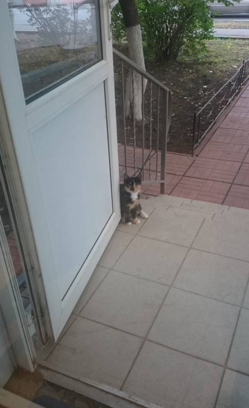 Еще недавно кошка была домашней, а потом очутилась на улице и сразу встретила свою судьбу