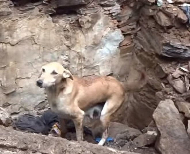 Собака скребла лапами по руинам, которые остались после рухнувшего дома. Она должна была найти своих щенков