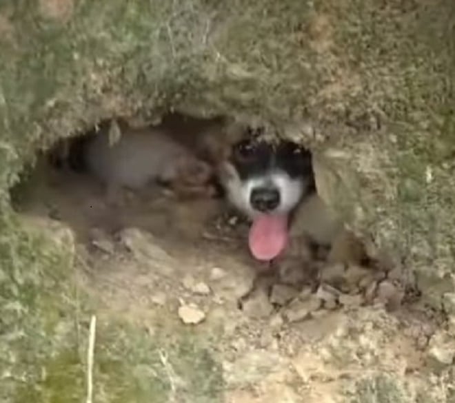 Застряв в щели, пес попытался выбраться самостоятельно, а потом стал жалобно звать на помощь