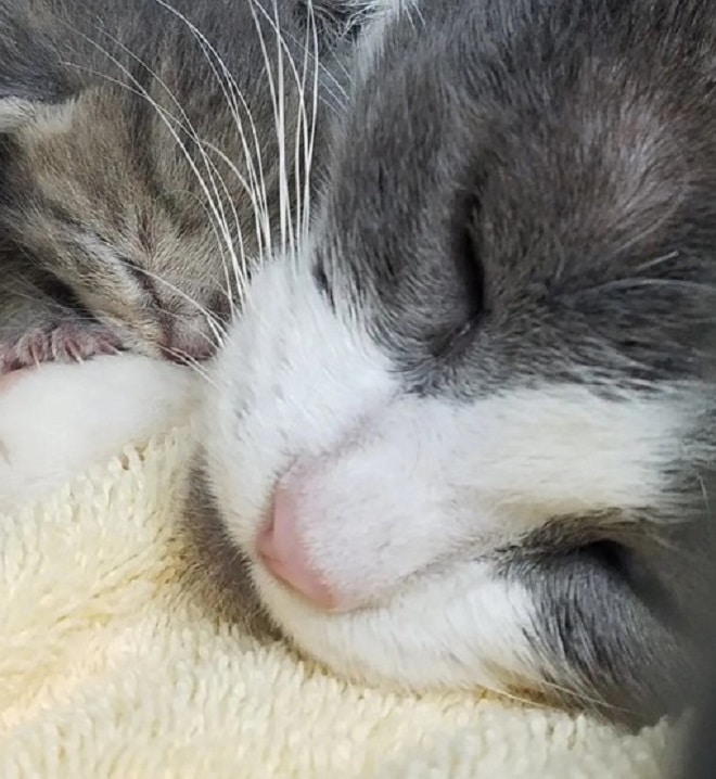 Голодные котята-сироты стали родными для брошенной кошки