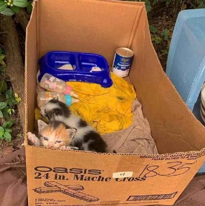 Сироты в коробке: крохотные котята звали на помощь, пытаясь всеми силами «докричаться» до людей