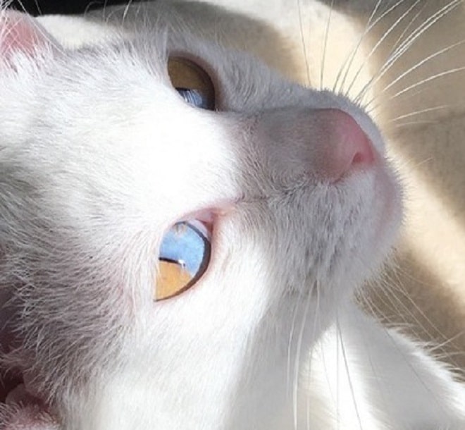 Необычная Оливка: кошка с двухцветными глазами покоряет Интернет