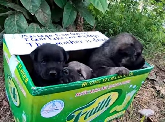 «У них нет мамы!» — гласила надпись на коробке, а два щенка, сидевшие внутри, ждали помощи