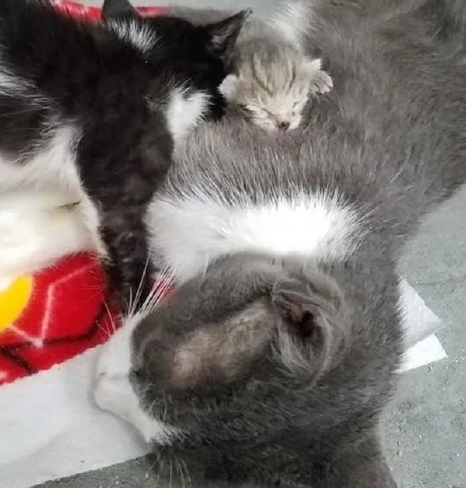 Голодные котята-сироты стали родными для брошенной кошки