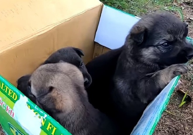 «У них нет мамы!» — гласила надпись на коробке, а два щенка, сидевшие внутри, ждали помощи