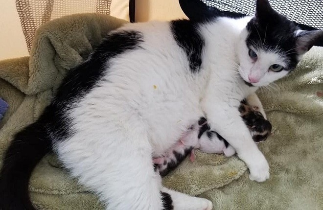 «Три хрупкие жизни»: недоношенные котята едва не погибли, но на помощь пришли люди