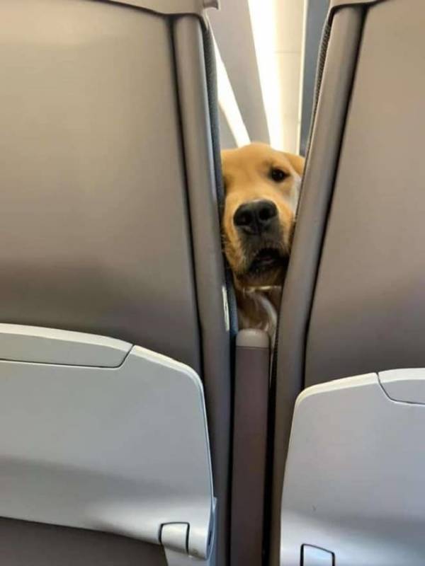 Пес скучал в самолете, пока не услышал, как хозяйка ест снеки
