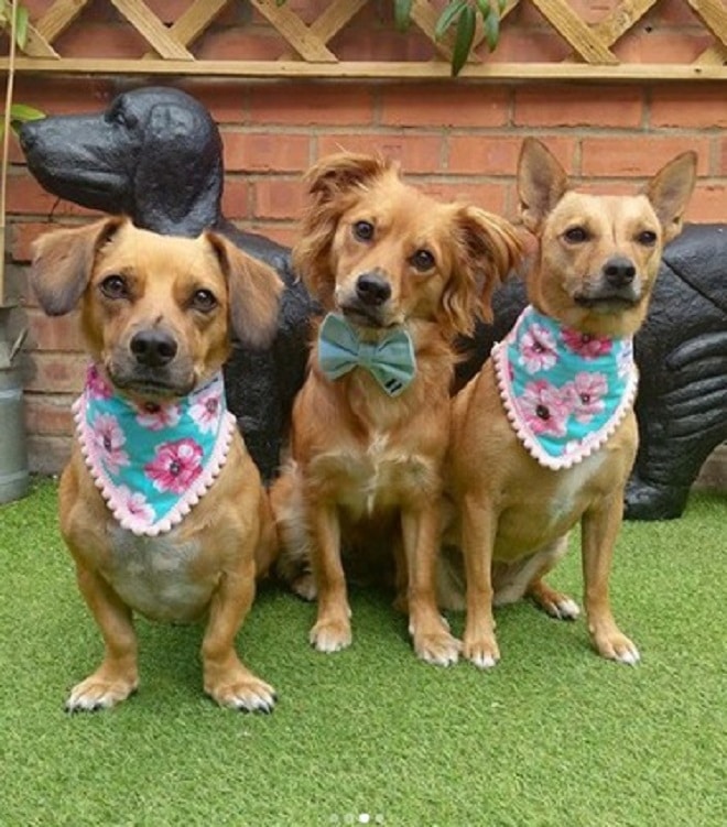 Три милые собаки, которых бросили на произвол судьбы, нашли любящих хозяев