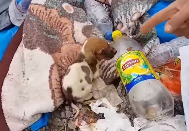 В куче мусора копошились щенки, которых выбросили люди. Одного из них ждали счастливые перемены