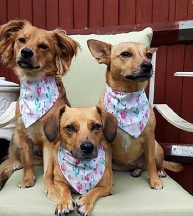 Три милые собаки, которых бросили на произвол судьбы, нашли любящих хозяев