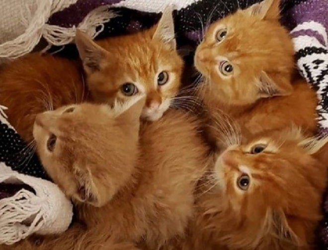 Дикие рыжики: шесть котят оказались на улице без крыши над головой, не желая контактировать с людьми