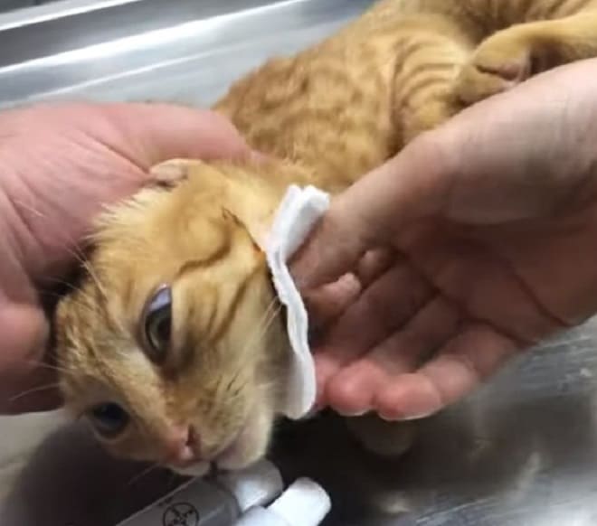Попав в больницу, кошка так «плакала», что ее пришлось забирать обратно