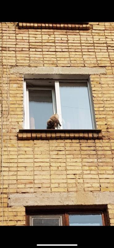 Несколько часов кот провисел в открытом окне. Хозяева не следили за ним и почти не кормили