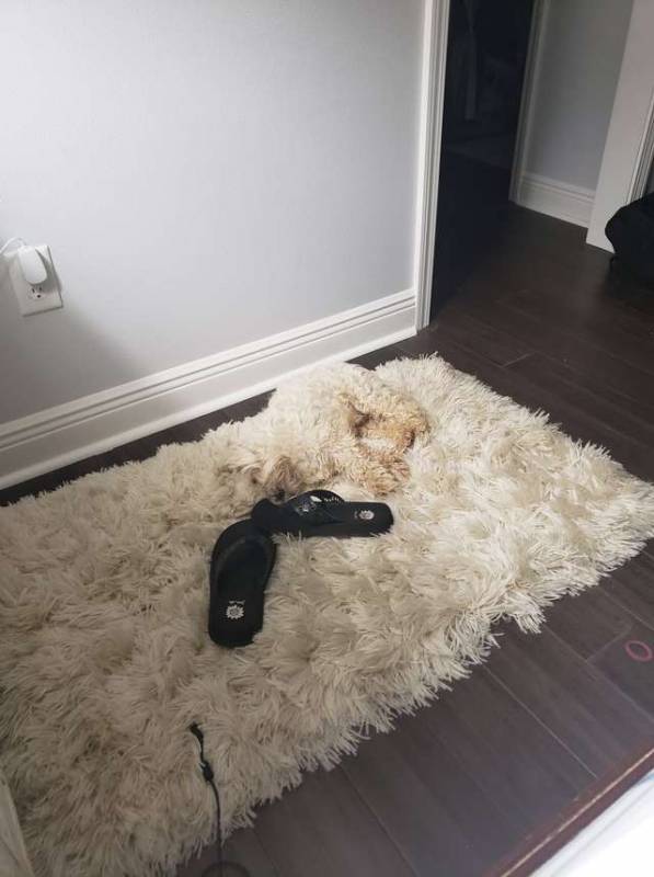 Пес лег спать на коврик, а хозяйка долго не могла его найти, посчитав питомца «невидимкой»