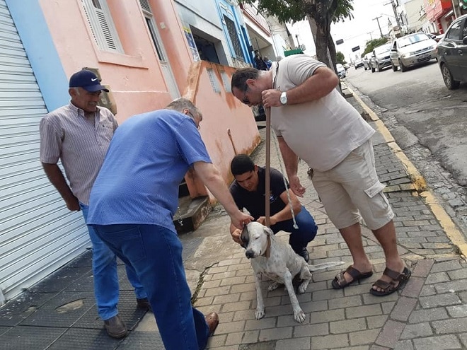 Добродушный бразильский священник впускает в свою церковь бездомных собак ради благой цели