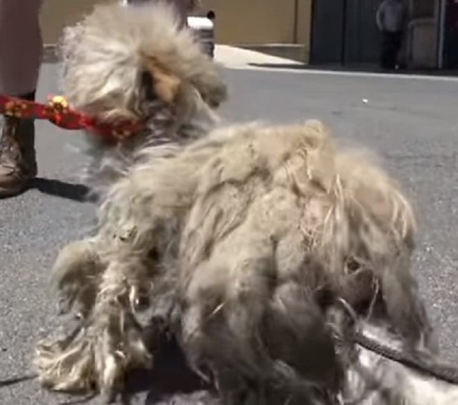 Мужчина подкармливал травмированного Масика, но пес со спутанной шерсткой боялся людей