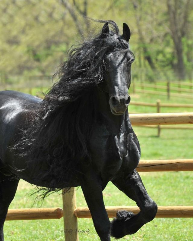 Этот конь покорил сердца миллионов пользователей Сети. Самый красивый конь в мире